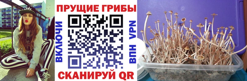 дарнет шоп  Мещовск  Псилоцибиновые грибы ЛСД 